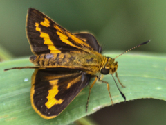 Potanthus rectifasciata