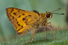 Potanthus rectifasciata