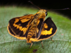 Potanthus rectifasciata