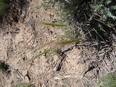 Elymus elymoides brevifolius