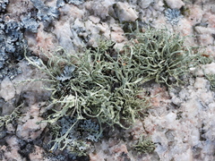 Ramalina subfarinacea