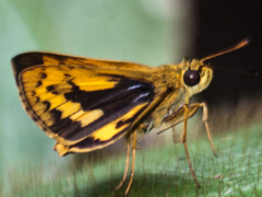 Potanthus rectifasciata