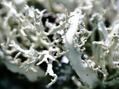 Ramalina subfarinacea