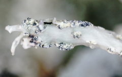 Ramalina subfarinacea