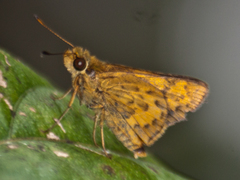 Potanthus rectifasciata