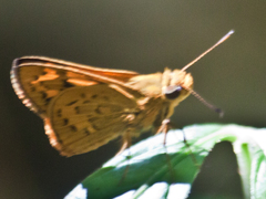 Potanthus rectifasciata