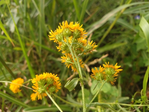 Image of Xanthocephalum gymnospermoides by (c) Alexis López Hernández, some rights reserved (CC BY)