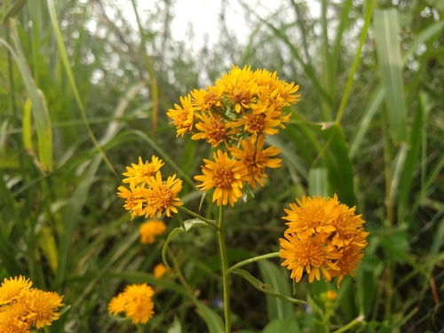 Image of Xanthocephalum gymnospermoides by (c) Alexis López Hernández, some rights reserved (CC BY)