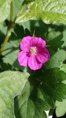 Geranium nepalense thunbergii