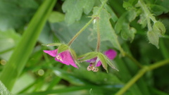 Geranium nepalense thunbergii