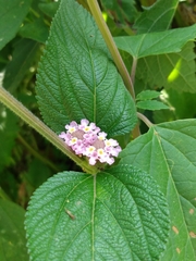 Lippia alba