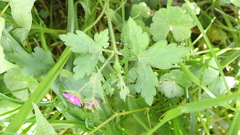 Geranium nepalense thunbergii
