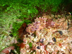 Scorpaena mystes
