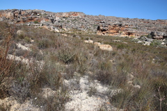 Leucadendron concavum