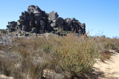 Leucadendron concavum