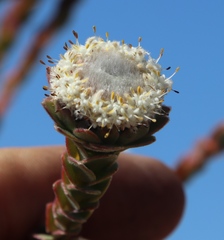 Leucadendron concavum