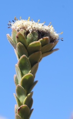 Leucadendron concavum