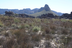 Leucadendron concavum