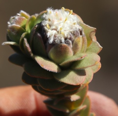 Leucadendron concavum