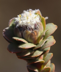 Leucadendron concavum
