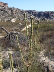 Leucadendron concavum
