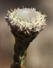 Leucadendron concavum