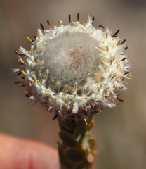 Leucadendron concavum