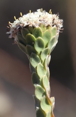 Leucadendron concavum