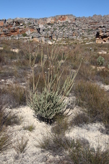 Leucadendron concavum