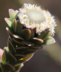 Leucadendron concavum