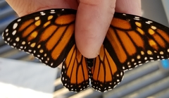 Danaus plexippus