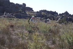 Leucadendron concavum