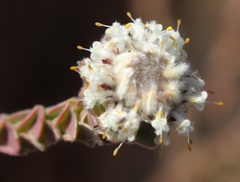 Leucadendron concavum