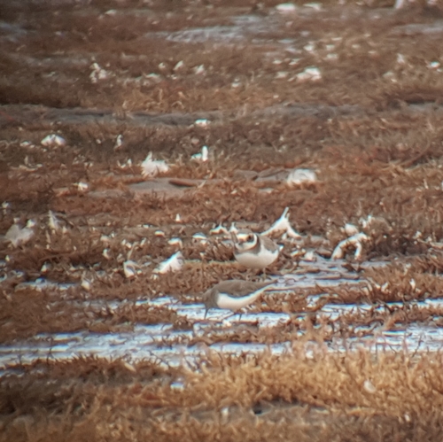 Temminck's Stint, 1792 Oudeschild, Netherlands, photo 10 of 10