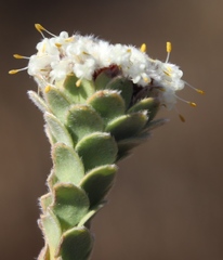 Leucadendron concavum