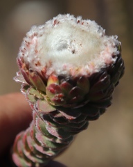 Leucadendron concavum