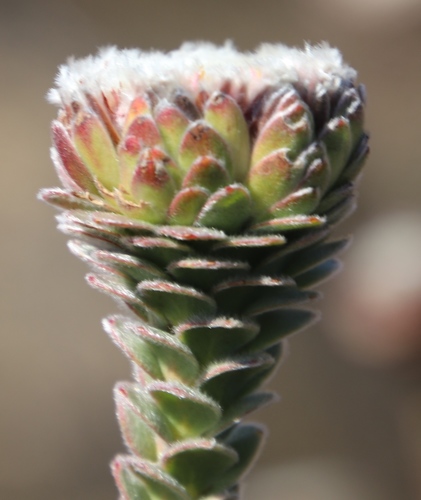 Image of Leucadendron concavum by (c) Tony Rebelo, some rights reserved (CC BY-SA)