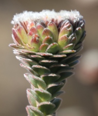 Leucadendron concavum