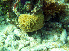 Dichocoenia stokesii