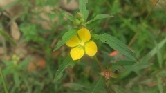 Ludwigia hyssopifolia