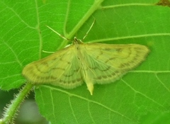 Paratalanta hyalinalis