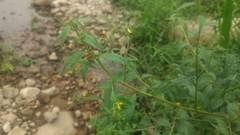 Ludwigia hyssopifolia