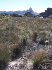 Leucadendron concavum