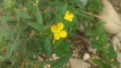 Ludwigia hyssopifolia