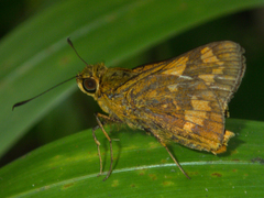 Potanthus serina