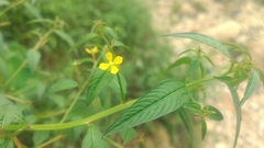 Ludwigia hyssopifolia