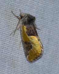 Chalcopasta fulgens