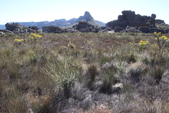 Leucadendron concavum