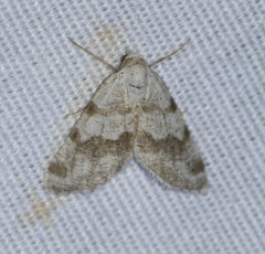 Macaria pallipennata