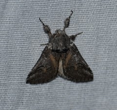 Astiptodonta aonides